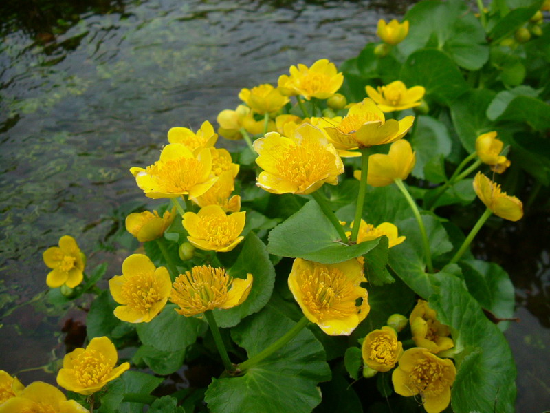 Caltha palustris / Calta palustre